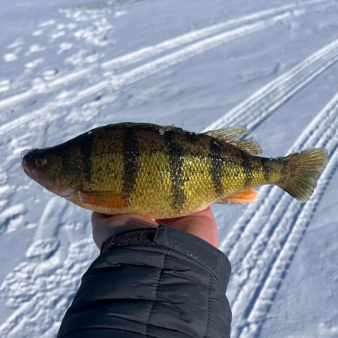 Northern Alberta Fishing & Conditions Report